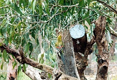 2000 - Australie 114T